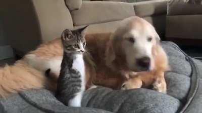Cat and dog friends...
