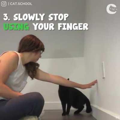 How to teach your cat to jump through hoops