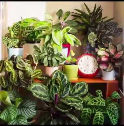 Plant movement in a 24 hr period