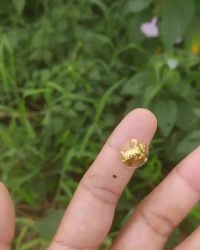 Me after causing 1000 bugs unlocking the new skin