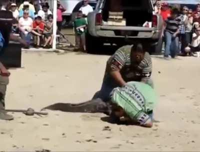 Putting your head in a crocodile jaw is never a good idea