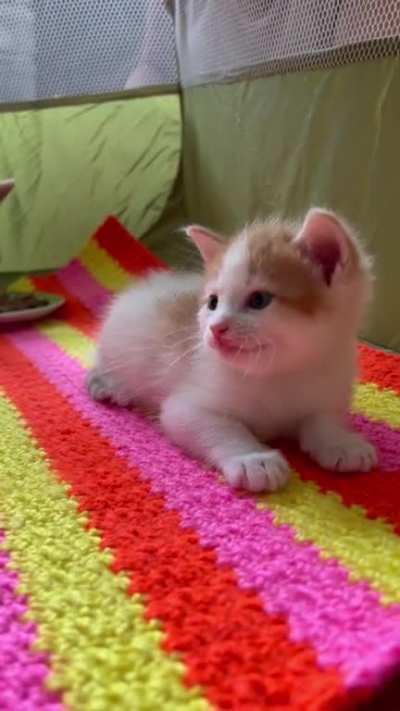 Sprout and Poppy, foster floofs.