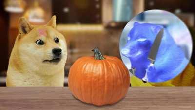 Doge carves a pumpkin