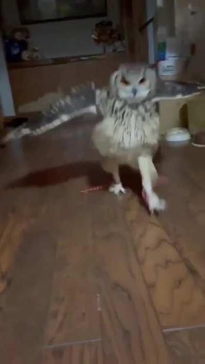 funny owl