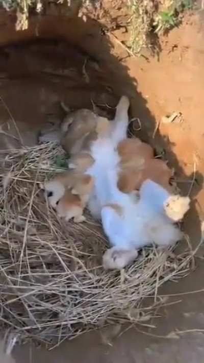 Little rabbits eating their mother