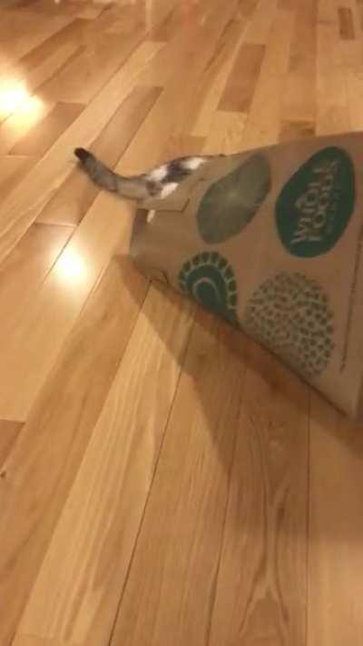 Brooke has never been the brightest tool in the shed…