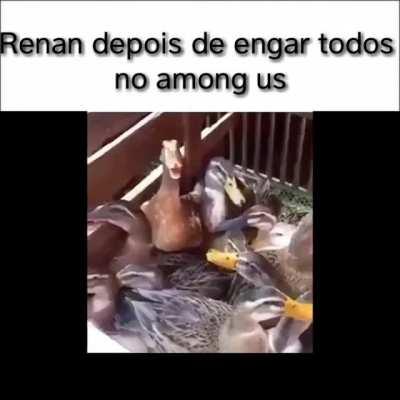 Renan : Tudo ocorreu conforme meu plano lkkkkk