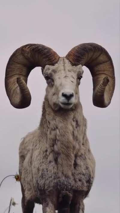 🔥 Biggest Horns Ever.
