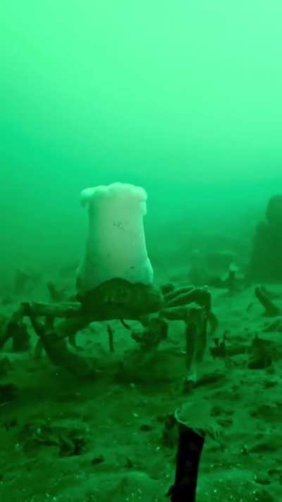 Example of commensalism or something right ?