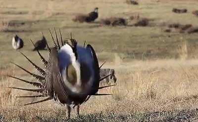 This one is doing a really bad job at pretending to be a bird