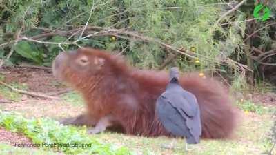 Capybaras have mutualistic relationships with a number of bird species which remove ticks from their bodies such as jacanas, anis, egrets, cowbirds, etc. Here we see a black vulture removing ticks from a cooperative capybara which reacts slightly as each 