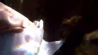 This Eagle ray gives birth!