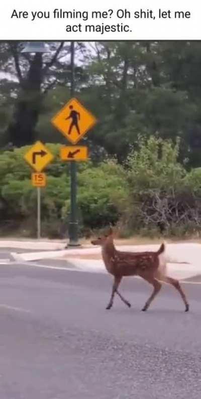 Deer on camera
