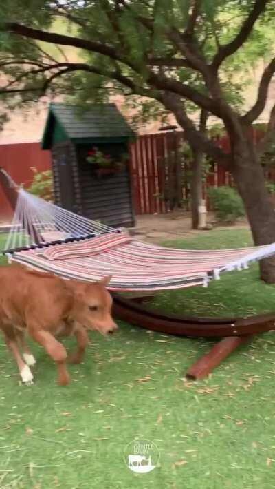 Lewis and Sky running around together