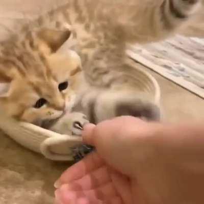 Cutest Jump I have ever seen