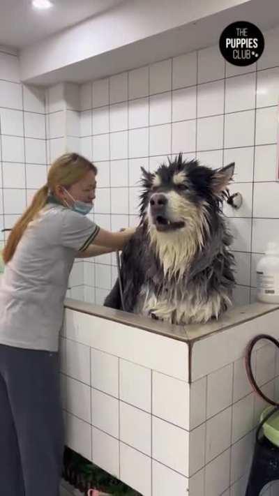 This puppy does not appreciate bath day.