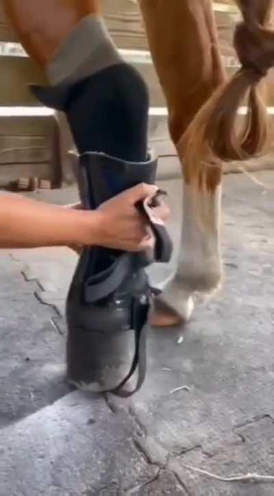 Uma pausa nos memes pra ver o cavalinho feliz com a perna nova.