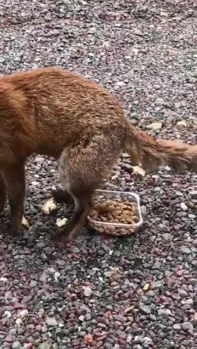 My mates dad took dog food to work to feed the foxes. 