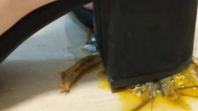 Crawdad mashed under my heels