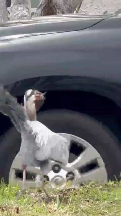 Great blue heron spears a gopher