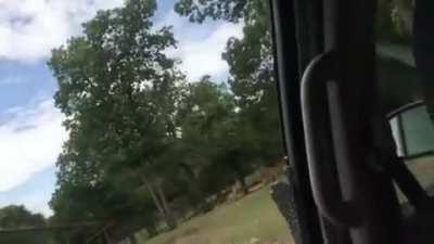 Zebra testing car window durability!