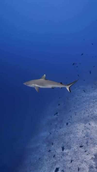 Blacktip sharks rarely exceed 6ft long but are beautiful and majestic 