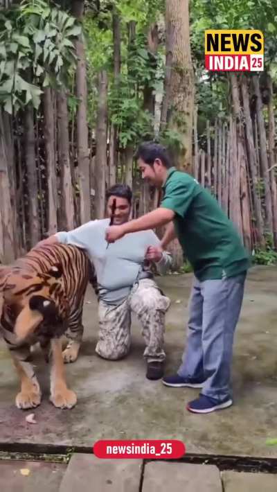 PSA: the tigers are not your toys.