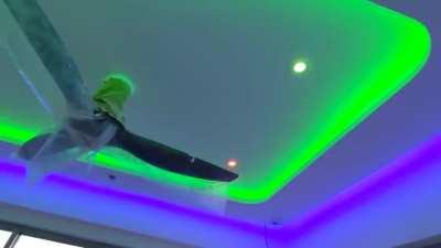 Light transition test using Lifx. 46 lights controlled over WiFi