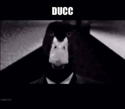 Ducc
