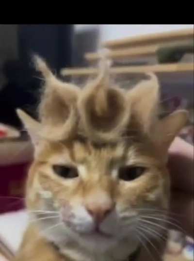 Anime cat