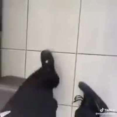 olha o caminhar do elemento