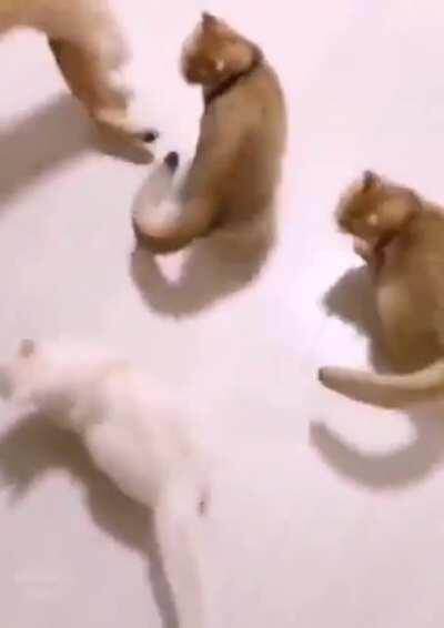 Perfect kitties loop