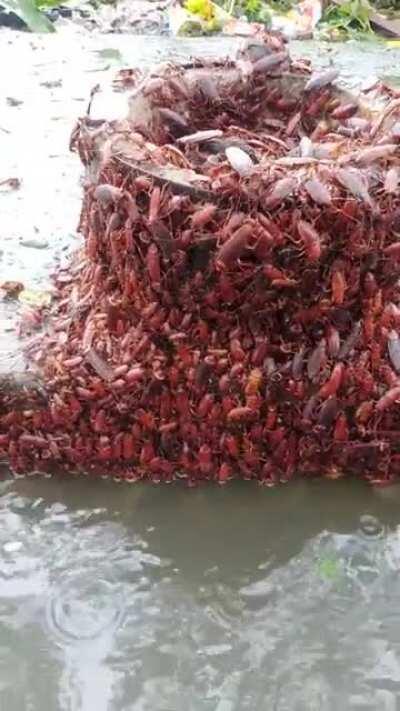 Cockroaches stuck in a flood