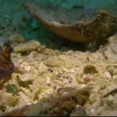 WEEK 45 OF FLAT WORM FRIDAY!!!!!!!!!