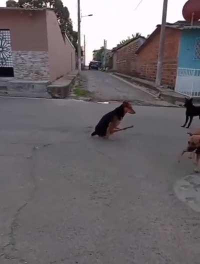 NFC about wth this dog is doing