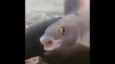 funny fart fishe haha i laff