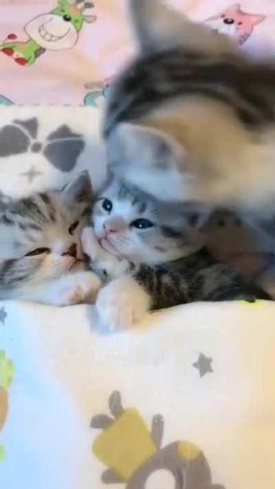 Kittens being tucked into bed