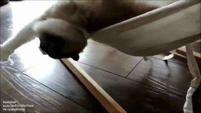 Cat learns to use a hammock