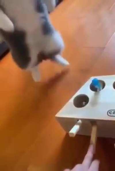 A prank box for cats