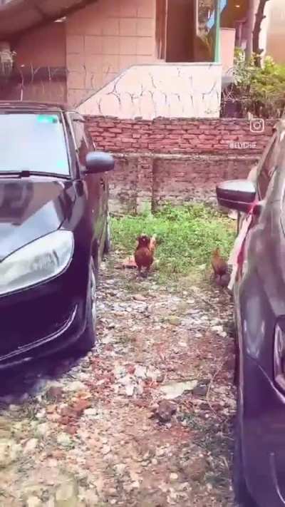 The Bhaiverse is expanding