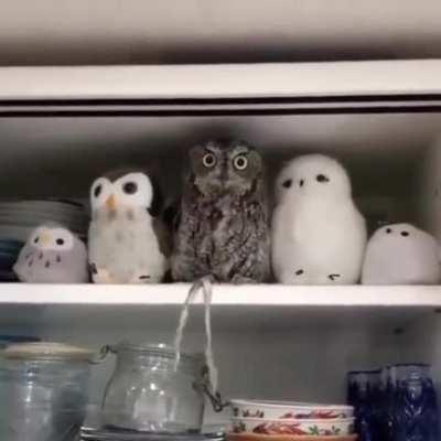 FUGITIve ON THE rUN GoEs into hIdInG