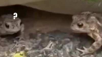 Sapos vs lagarta urticante