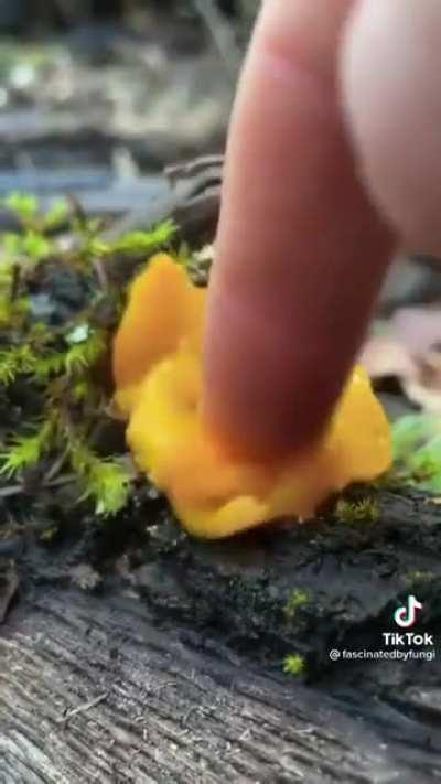 Thanks, I hate diddling mushrooms