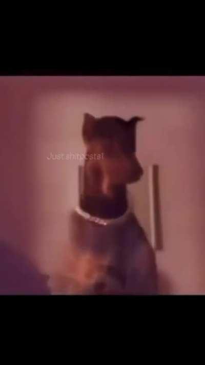 Quavarious Ringlenut