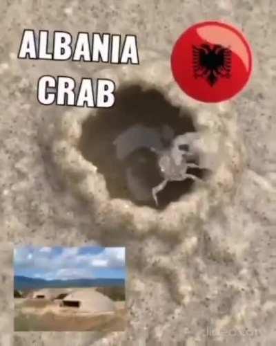Albania sea life be like :