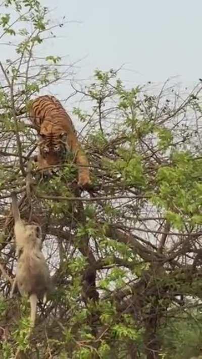 The monkey was cool under pressure