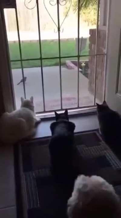 3 cats a bird and...