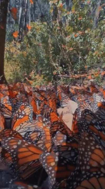 Tan fuertes , tan bravas , tan resistentes somos como las monarcas .