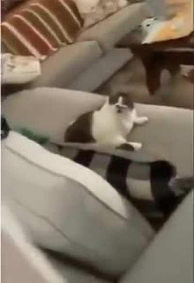 This is the most aggressive lick I have ever seen 😬