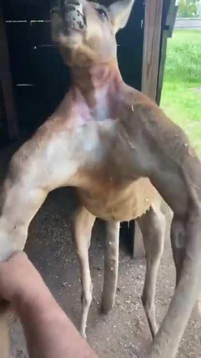 Everything's bigger in Texas...including Kangaroos